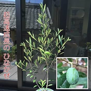 Amazon.co.jp: オリーブ ひなかぜ 9cmポット苗1株 常緑高木